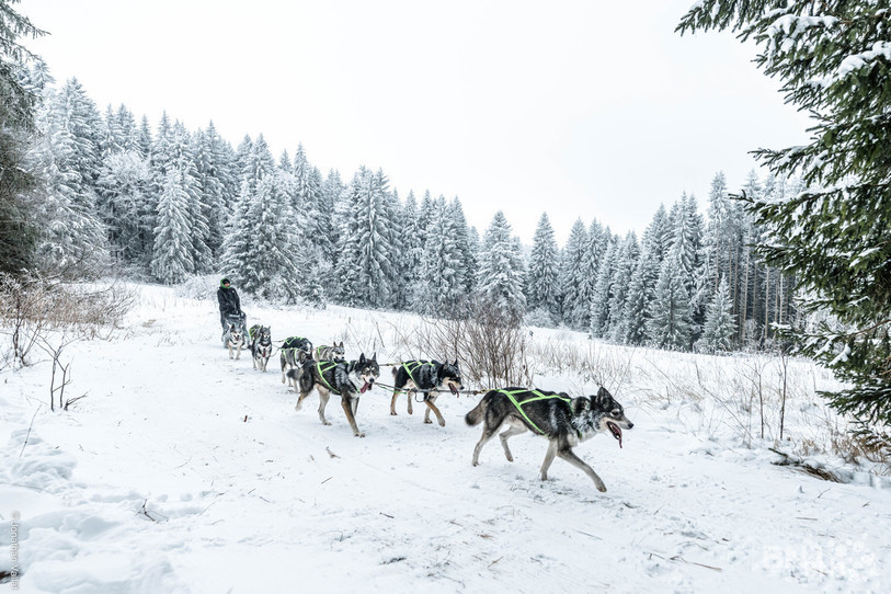 Plus de 800 chiens ont parcouru les pistes taignonnes lors des Courses de chiens de traîneaux. (Photo : Jonathan Vallat).