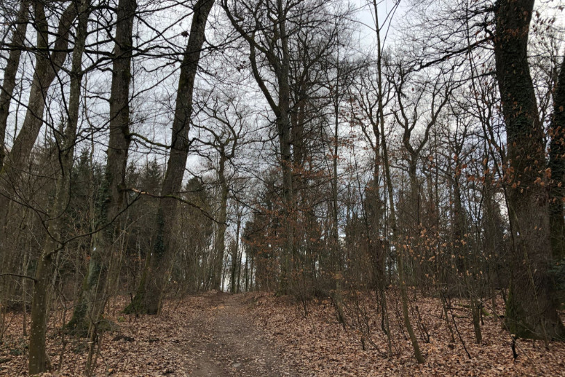 La forêt funéraire de Bienne se trouve dans la continuité du cimetière de Madretsch. (Photo: Stéphane Jaggi)