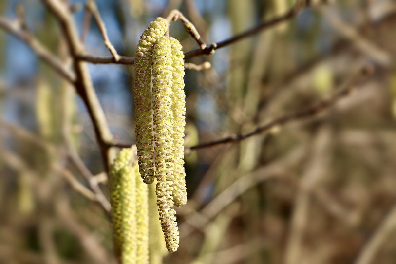 Durant l'hiver, les chatons sont gelés, mais cela n'atteint pas la fertilité du pollen. (Photo LDD).