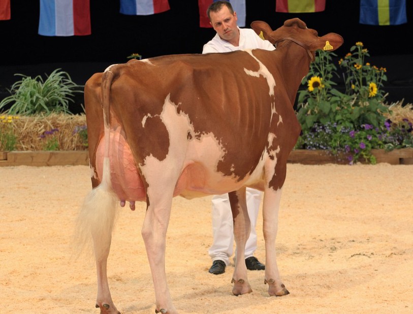 Pitt Coeur Armani Barbotine et son propriétaire de la Confrontation européenne 2016 à Colmar.