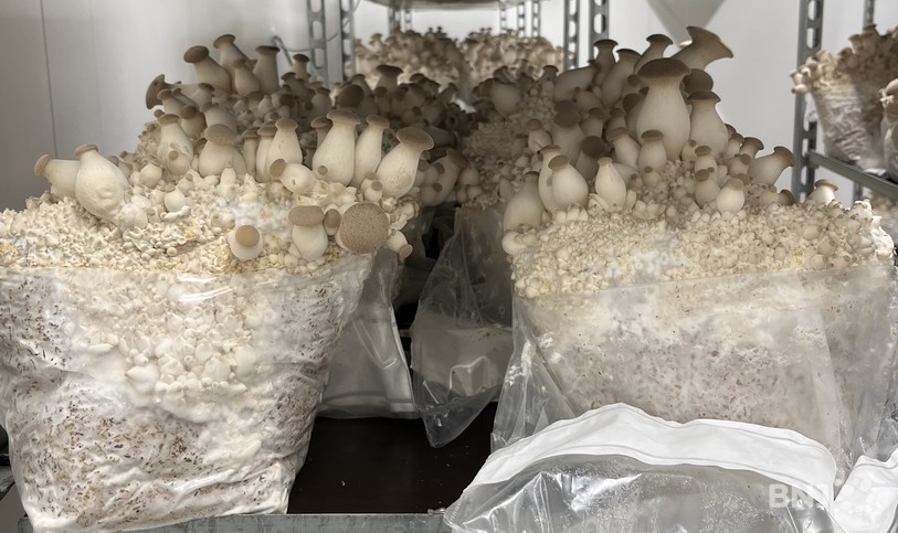 Les pleurotes poussent