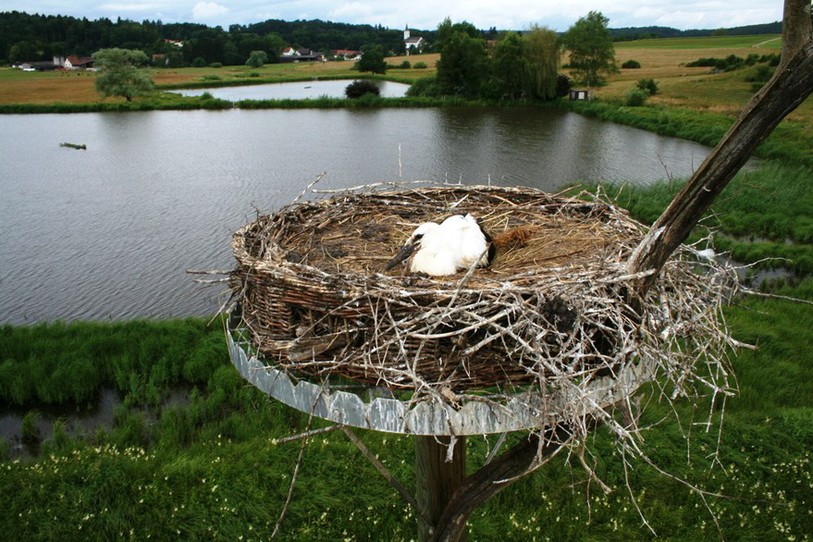 cigogne