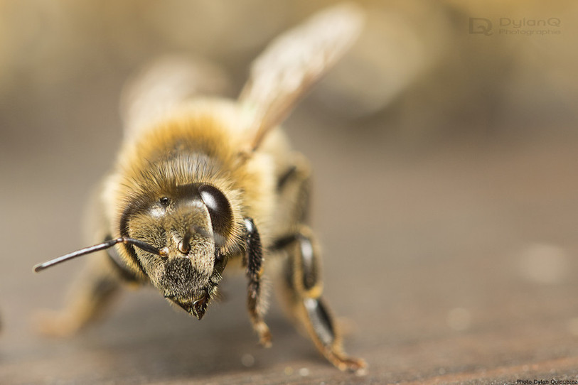 Abeille
