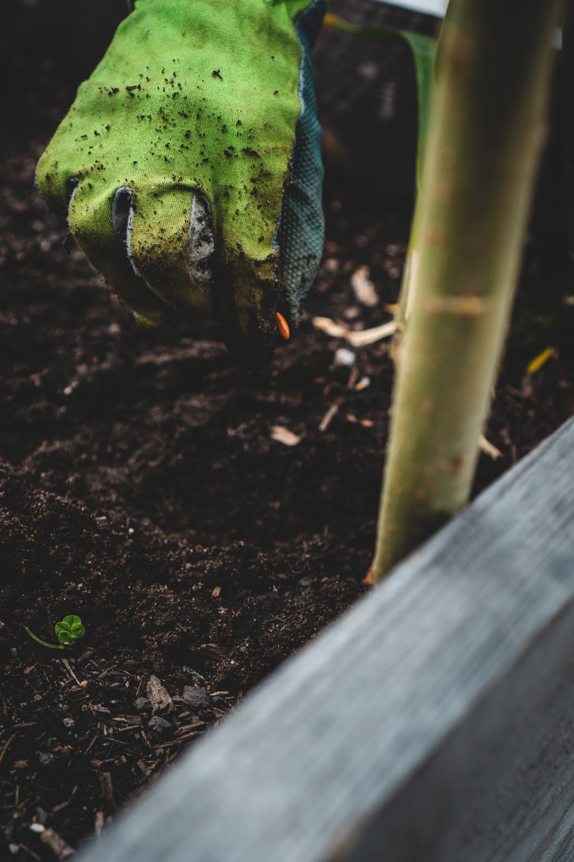graine plantée