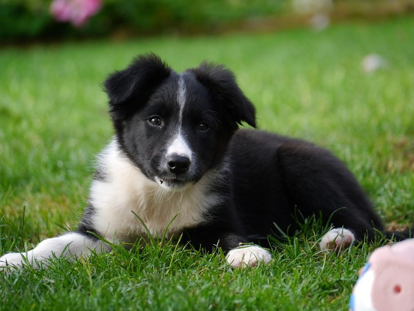 Border collie.