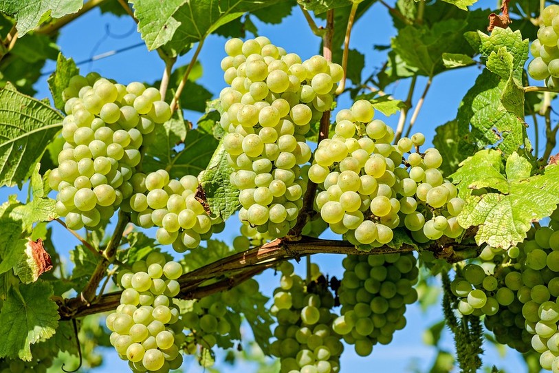 Vignes