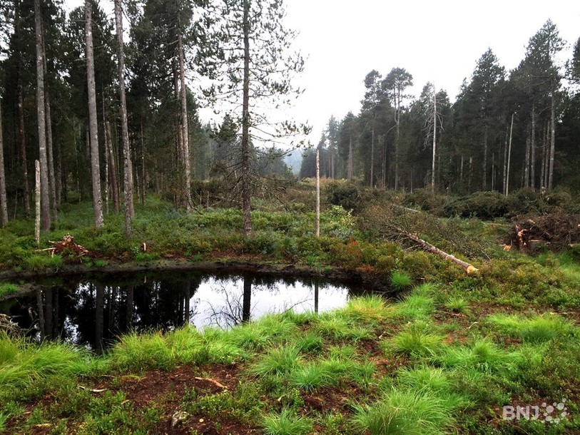 Tourbière de la Gruère