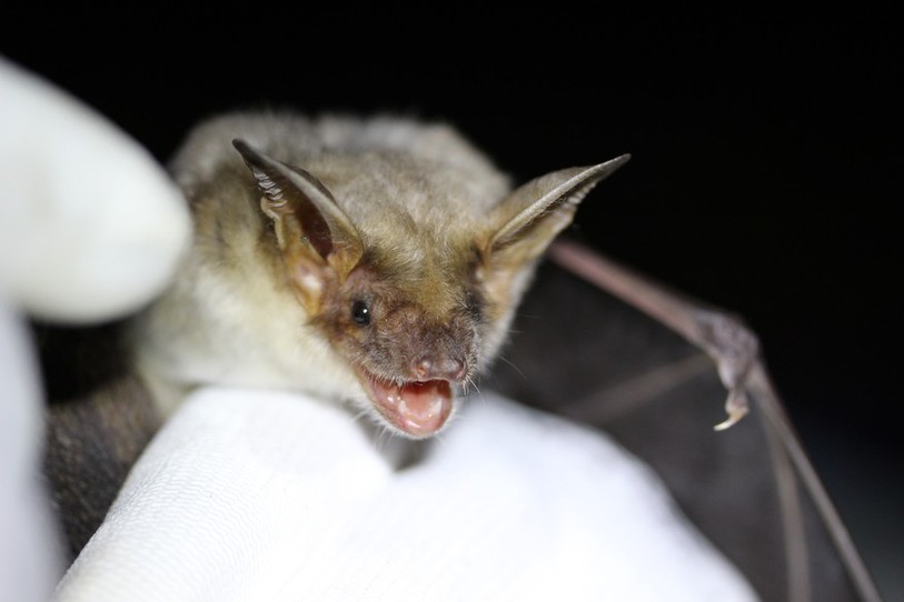 Grand Murin Myotis - Photo : Maël Theubet