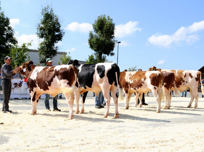 Marché-Concours de taureaux