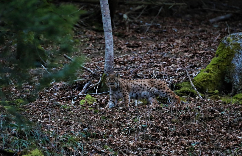 Deux lynx ont été capturés la semaine passée dans le district de Delémont dans le but d'être réintroduit en Italie. (Photo : illustration, Jean-Claude Schaller)