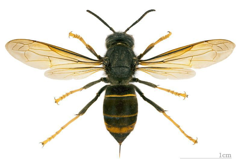 Frelon asiatique