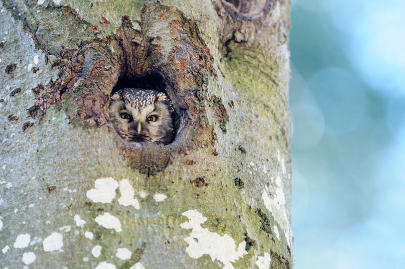 La petite chouette de Tengmalm apprécie particulièrement la région. (Photo: Anatole Gerber)