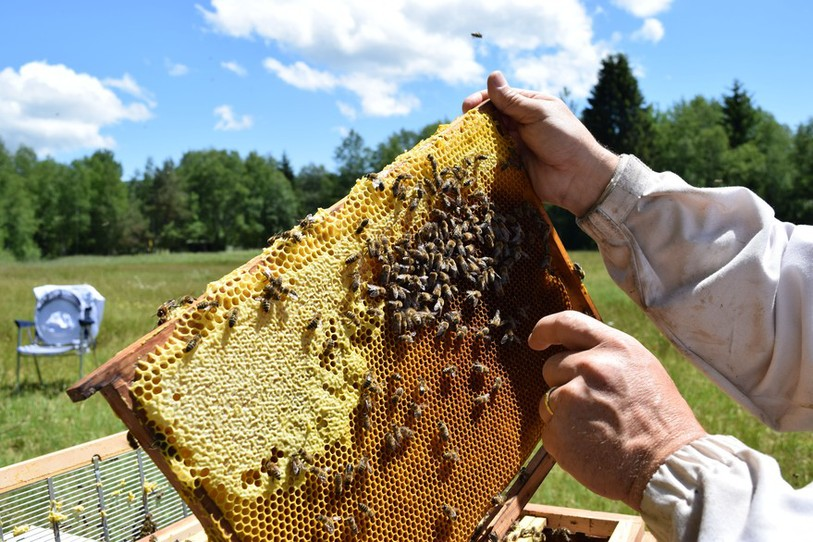 Les abeilles sont en forme, mais la production est en chute en 2016 dans le canton de Neuchâtel. Photo: Aude Carla Martinez