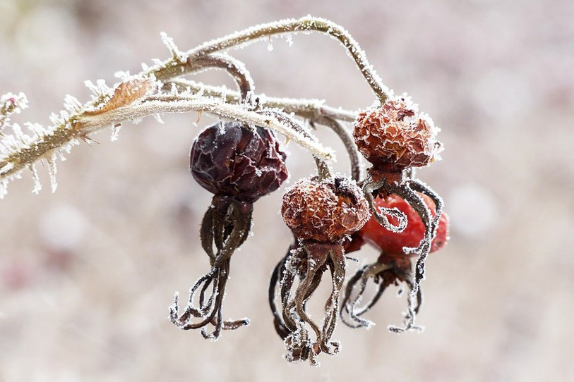 Plantes en hiver