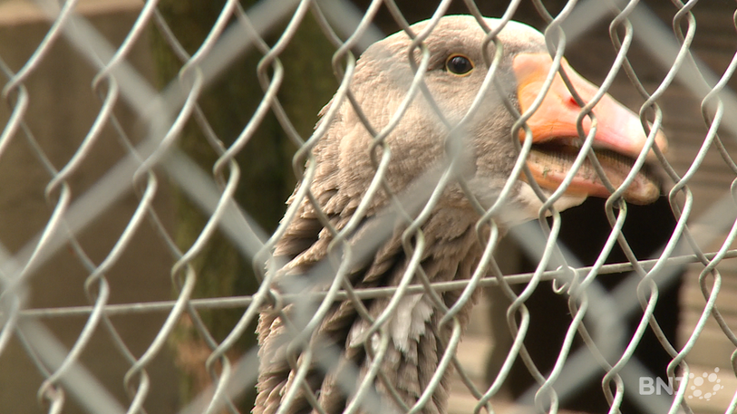 Le risque de grippe aviaire bouscule les habitudes des résidents du Bois du Petit-Château.