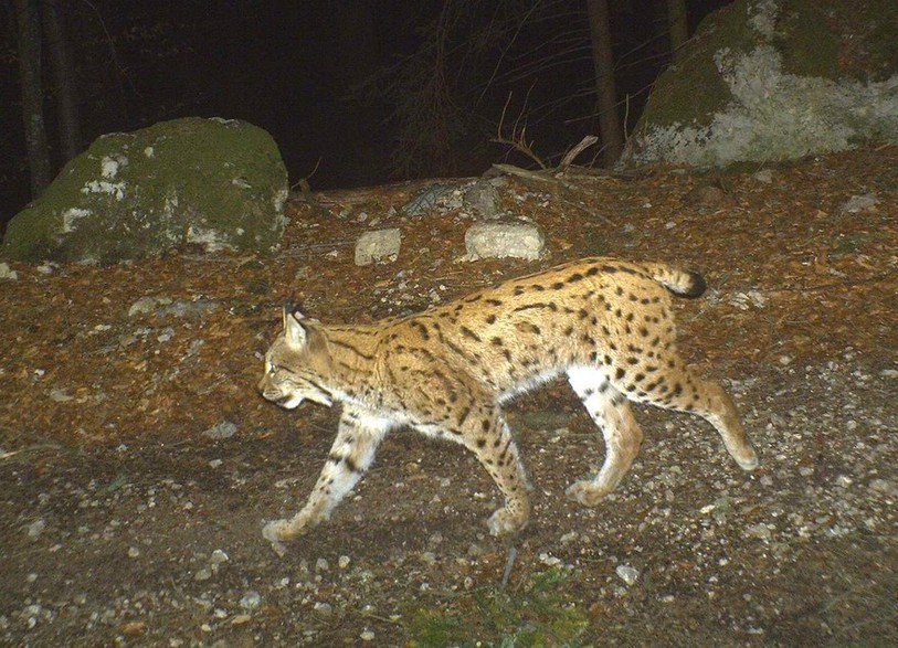 Un lynx photographié un avril dans le Val-de-Travers.