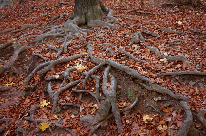 Racines d'arbre