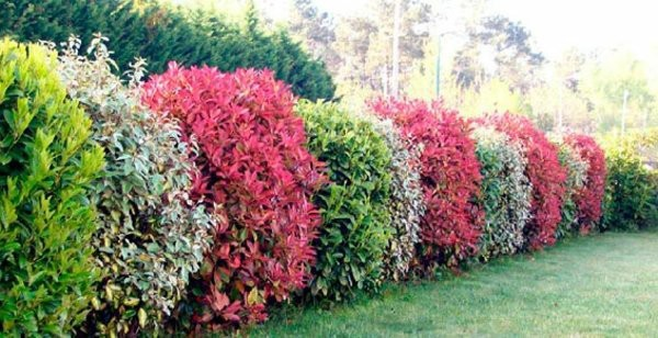 Source: www.gb-jardins-elagage.fr-