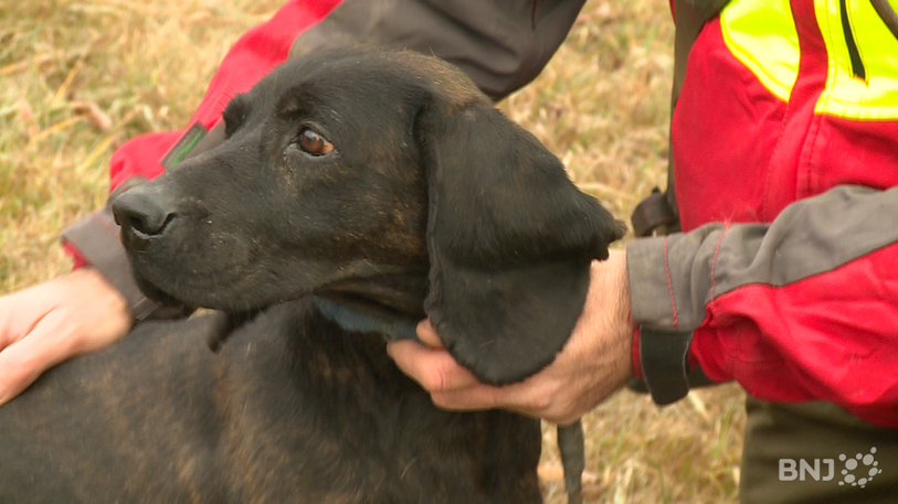 L'un des 32 chiens des gardes-faune bernois.