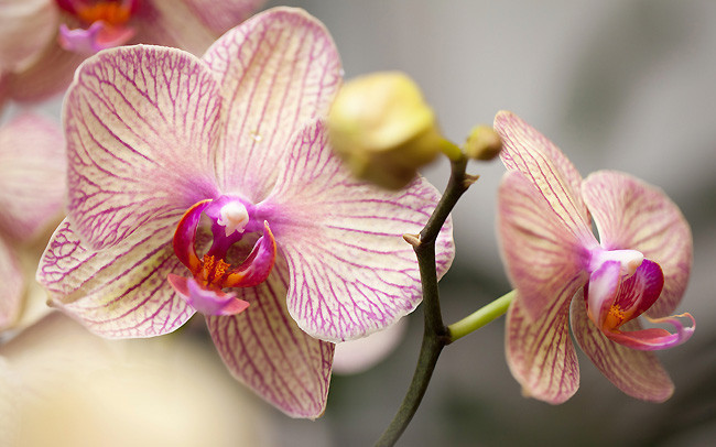 Source: Le Mag de Flora - Interflora-
