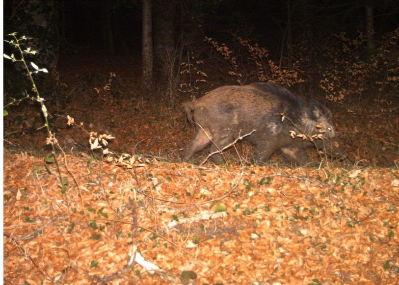 Sanglier