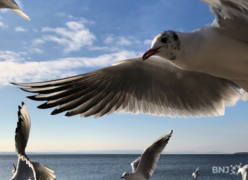 Le virus a été trouvé sur le corps d'une mouette (photo d'illustration).
