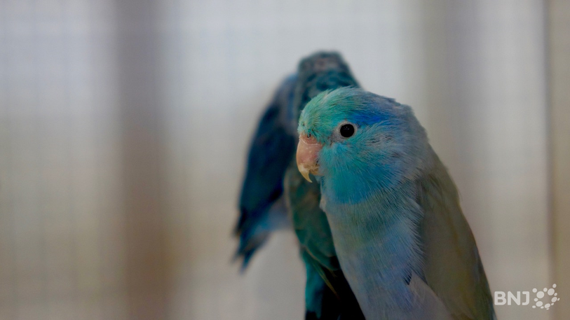 Bourse aux oiseaux 2016 - Vicques
