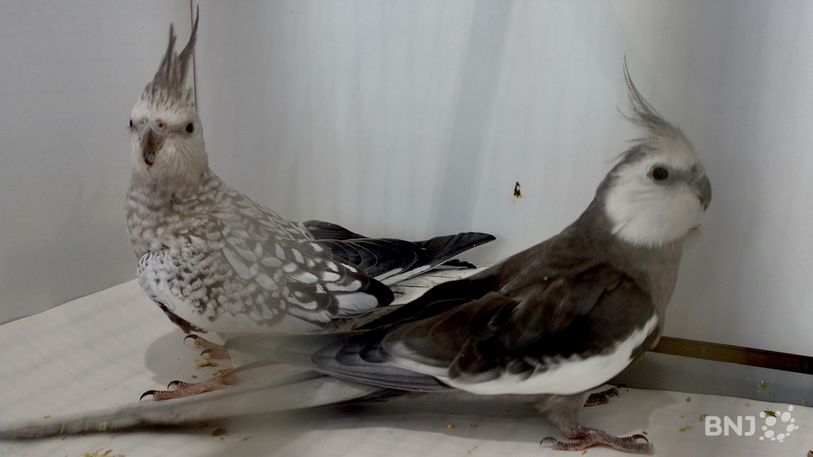 Bourse aux oiseaux 2016 - Vicques
