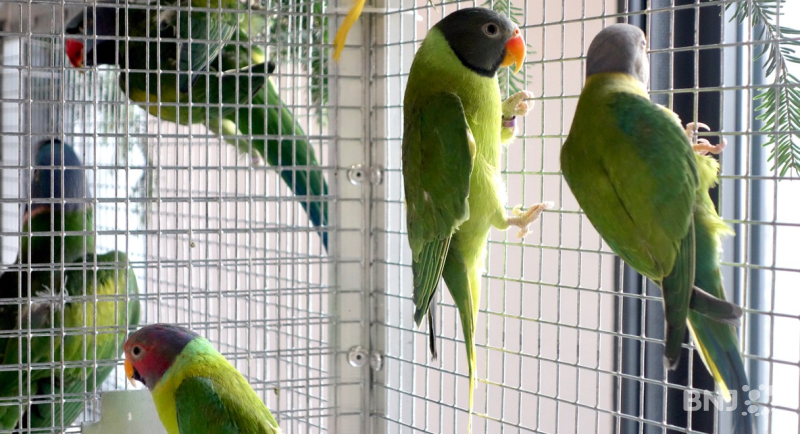 Bourse aux oiseaux 2016 - Vicques