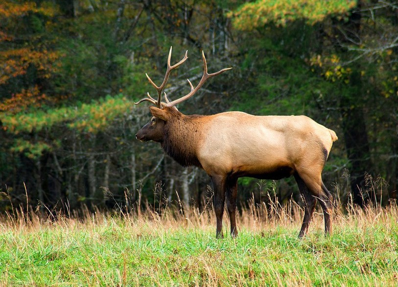 Un cerf. Image d'illustration.