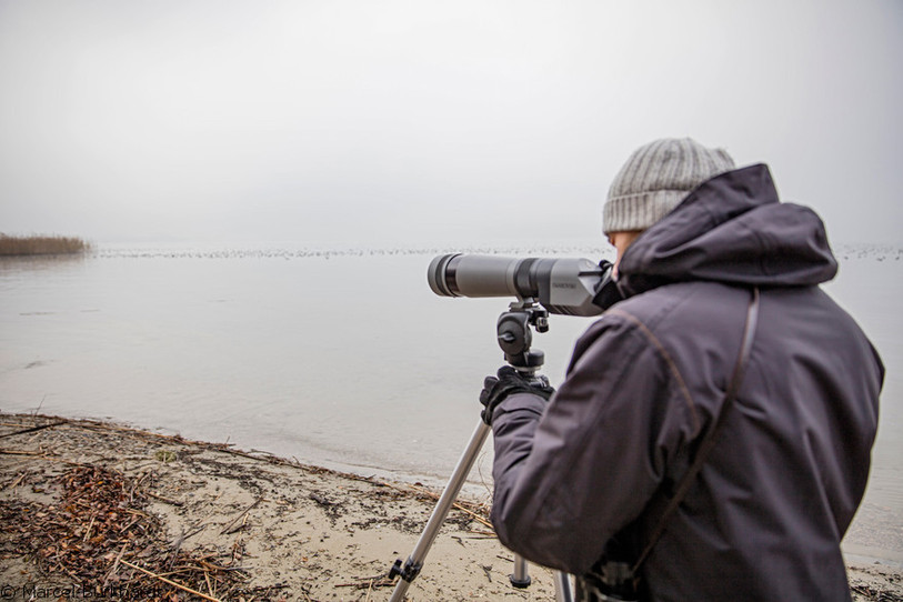 Homme observant des oiseaux au bord d'un lac
