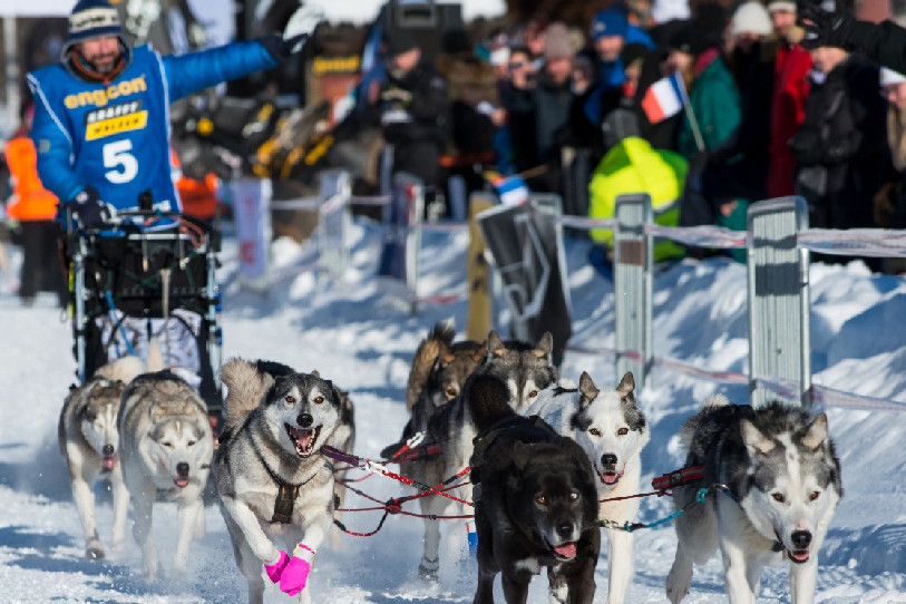 Sebastian Fretz est parti de Strömsund avec 10 compagnons. Il a poursuivi avec 9 après avoir laissé au repos son Husky le plus âgé. (Photo : Kirsten Poulsen / Amundsen Race).