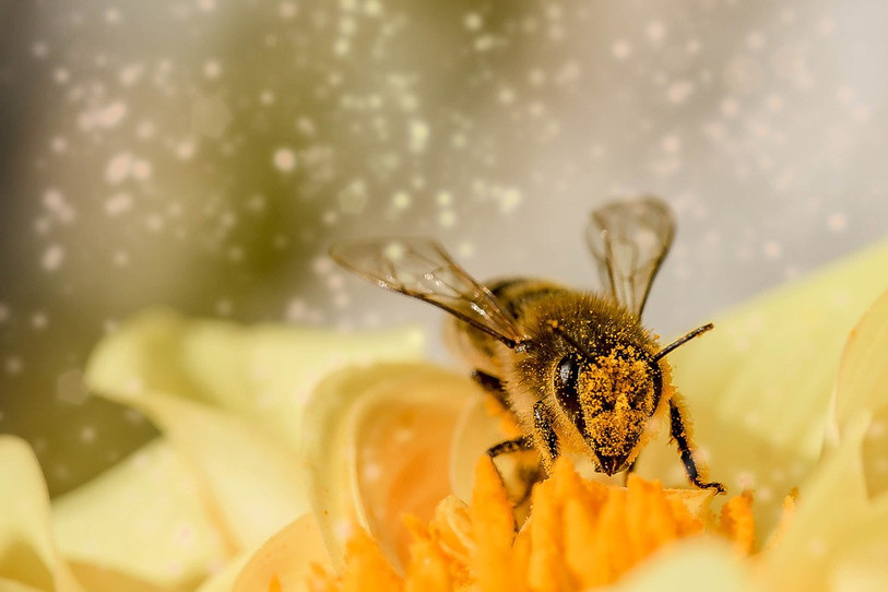 Les abeilles sont au coeur de la 8e édition du salon Terr'animale. (Photo : ldd)