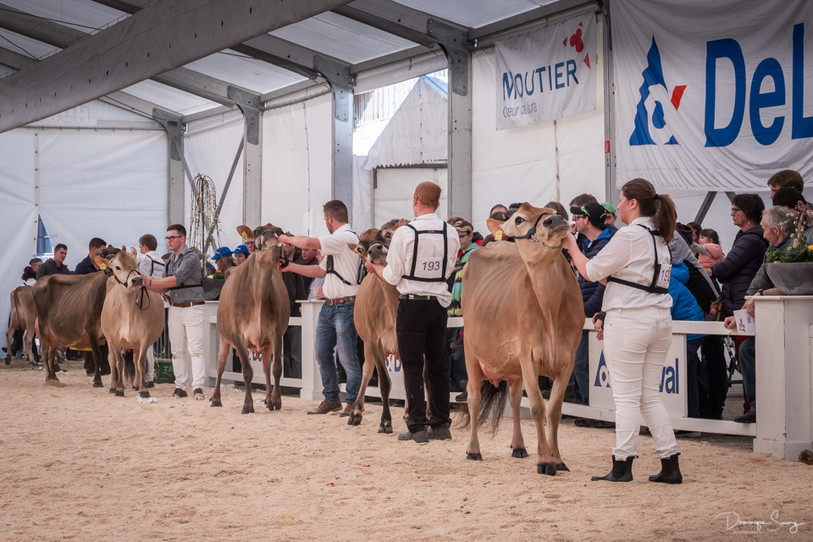 Les vaches laitières n’ont plus foulé le ring d’Arc Jurassien Expo depuis 2019. (Photo : Arc Jurassien Expo).