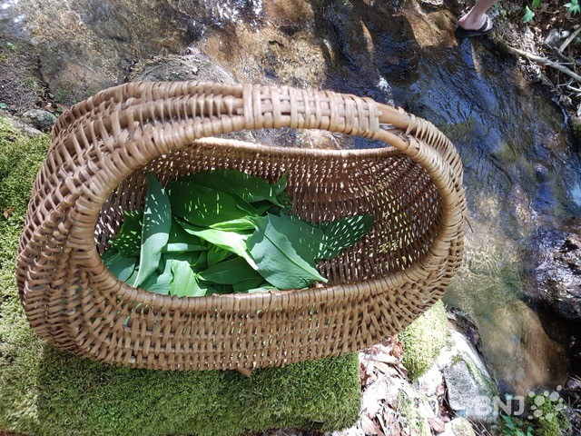 Ail des ours fraîchement cueilli dans un panier