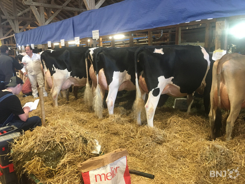 Les vaches qui participent à Arc Jurassien Expo attendent leur tour avant de défiler.