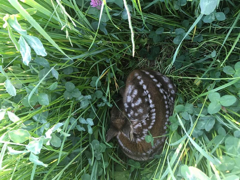 L'association « SOS Sauvons les faons » va utiliser ses drones dès jeudi dans le Jura pour rechercher des faons. (Photo: « SOS Sauvons les faons »)