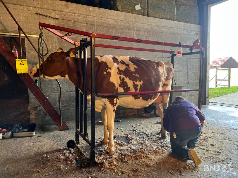 L'une des vaches qui prend part au concours à Bulle. Elle bénéficie des soins d'un spécialiste venu d'Italie pour la tondre.