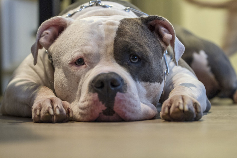 La législation en matière de détention de pitbull varie d'un canton à l'autre. (Photo libre de droits)