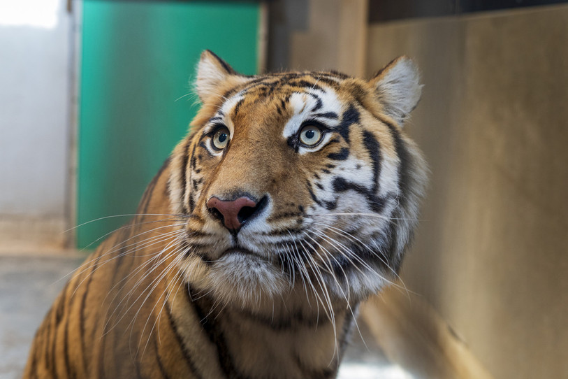 L'une des deux tigresses tchèques, tout juste arrivée au Sikypark (Photo : Sikypark).