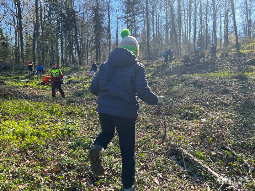 Les élèves s'affairaient à planter et protéger les jeunes chênes mercredi matin dans la forêt du Montchaibeux.