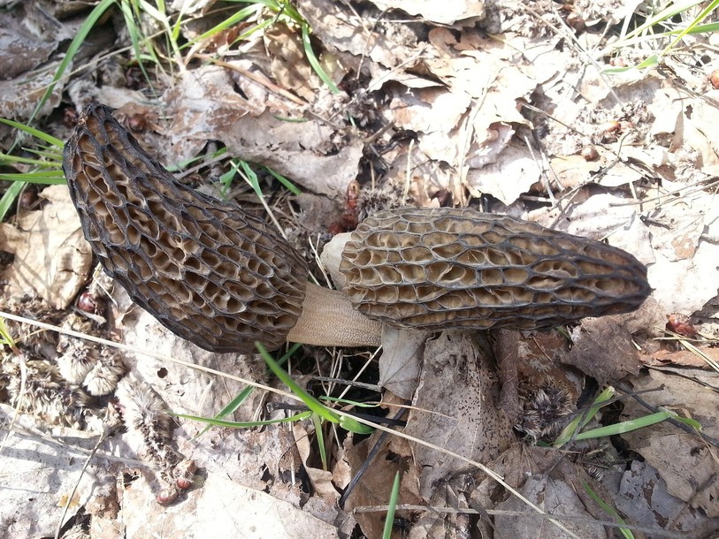 Il faut avoir l'œil pour trouver des morilles. (Photo libre de droits).