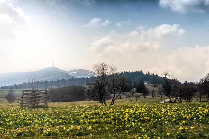 Les jonquilles sauvages du Parc Chasseral, mieux vaut les prendre en photo que vouloir les rapporter chez soi. (photo : JbT – Stefan Boegli)