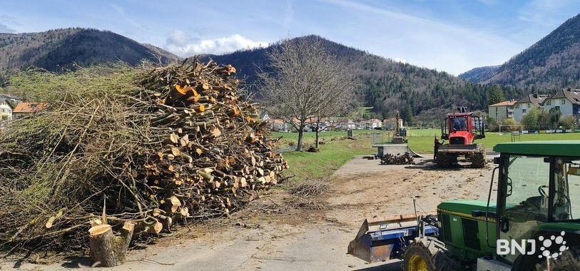 Arbres et buissons ont été abattus en masse.
