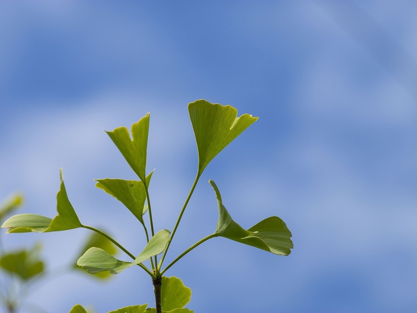 Ginkgo