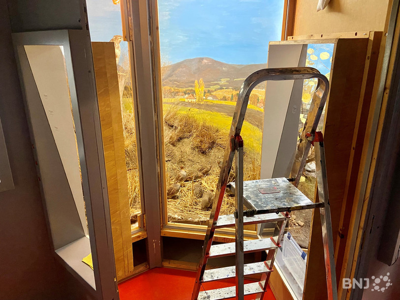 Les cailles présentes dans les dioramas font parties des spécimens attaqués par les insectes ravageurs.