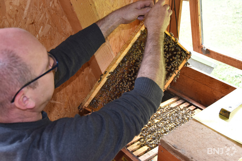 Thomas Laubscher élève une espèce particulière d’abeille, appelée « carnica ». Elle est réputée pour être très douce.