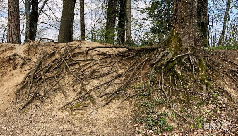 Pour chaque hectare de forêt déboisé, il faut en replanter un autre (photo d'illustration).
