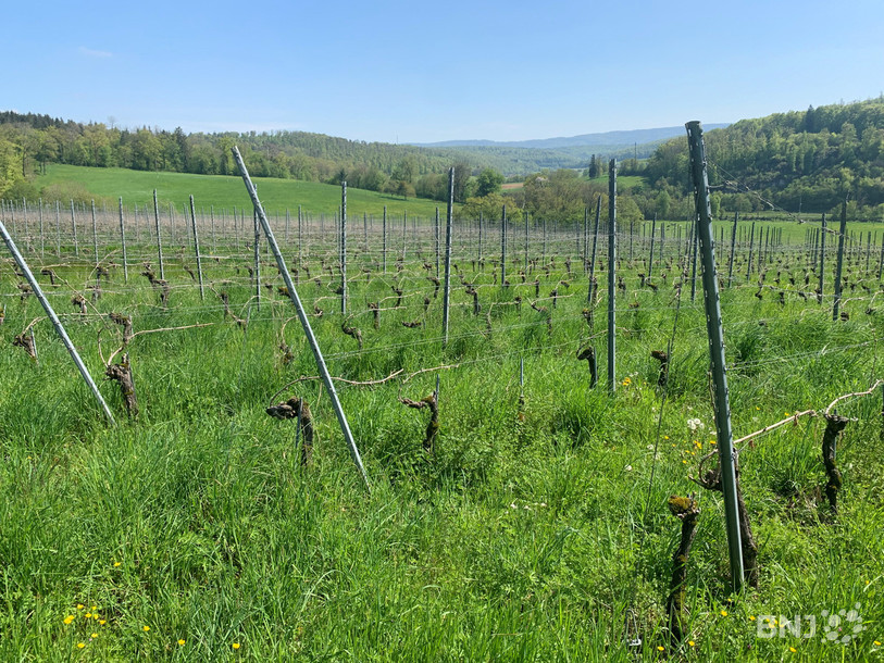 Le vignoble de Buix est idéalement exposé.