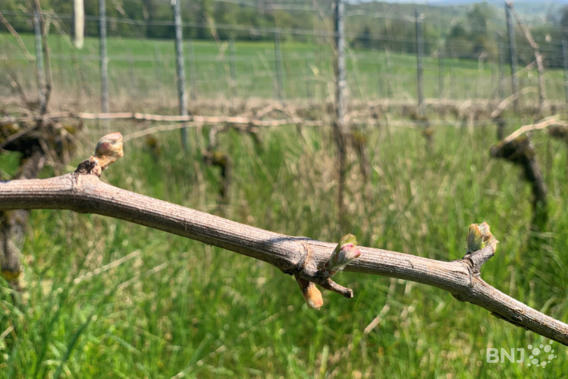 Le printemps, la saison des bourgeons.